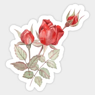 Red rose buds watercolor painting Sticker